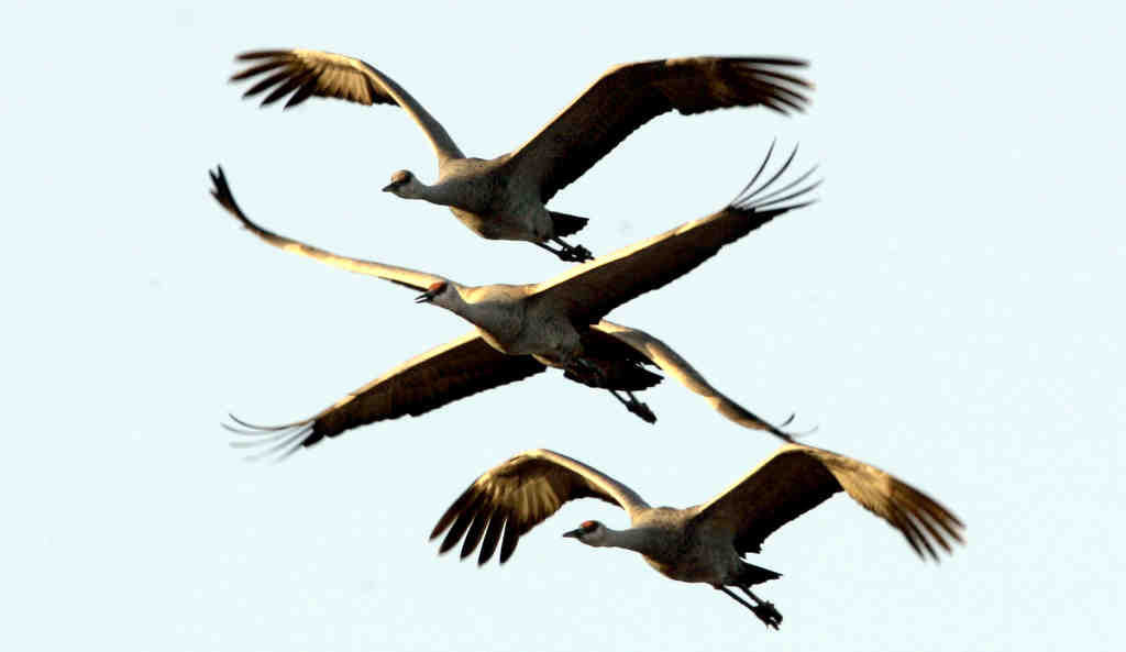 Sandhill cranes in Arizona